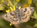 Southern Marbled Skipper.jpg